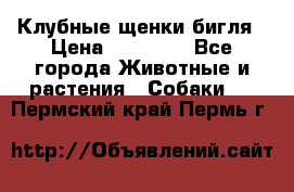 Клубные щенки бигля › Цена ­ 30 000 - Все города Животные и растения » Собаки   . Пермский край,Пермь г.